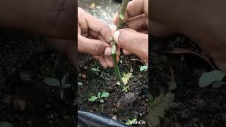 mango grafting #heavenonearth #shorts