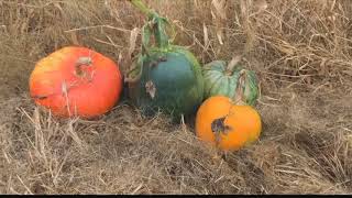Missoula farmer grows pumpkins with a purpose