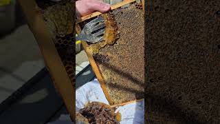 Our First Honey of 2026 :D! #honey #bees #rust #garden #farming