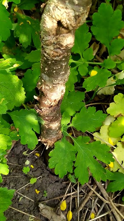 Снежный кальвиль на флорину , результат - YouTube