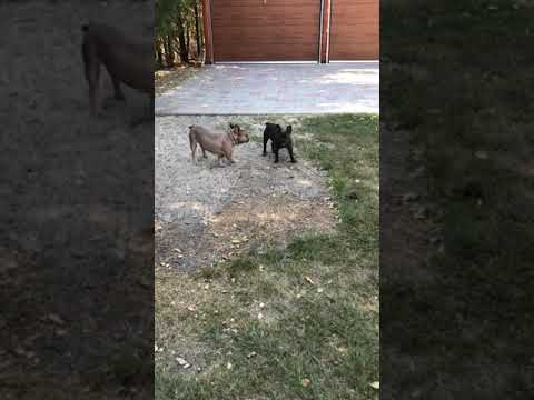 TomKingsKennel Baby 3 camera iphone 8 plus apk