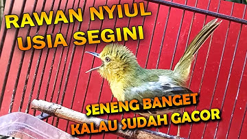 Mulai usia berapa burung sirtu anakan nyiul ya? mulai gacor dor dan full isian usia segini