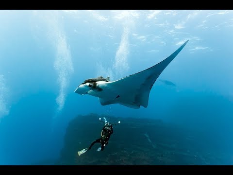 What is Pelagic