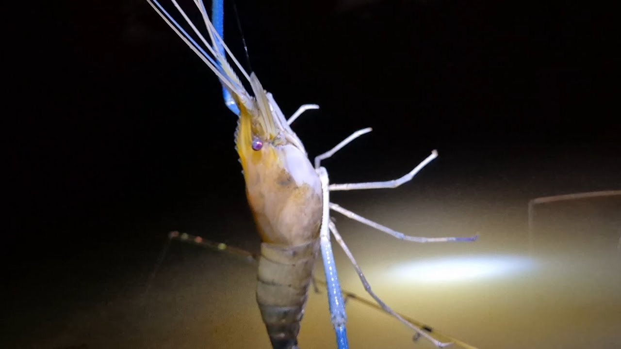 Mencari udang yang bilangnya aktif di malam hari. ?...!!! #mancing #udanggalahkalimantan 