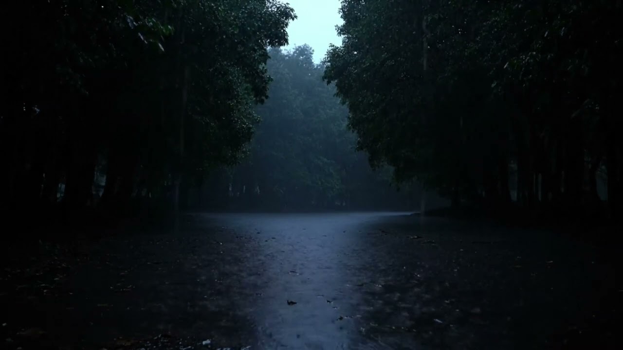 Dark Forest Rain at Night