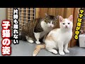 ママが好き過ぎて片時も離れない子猫