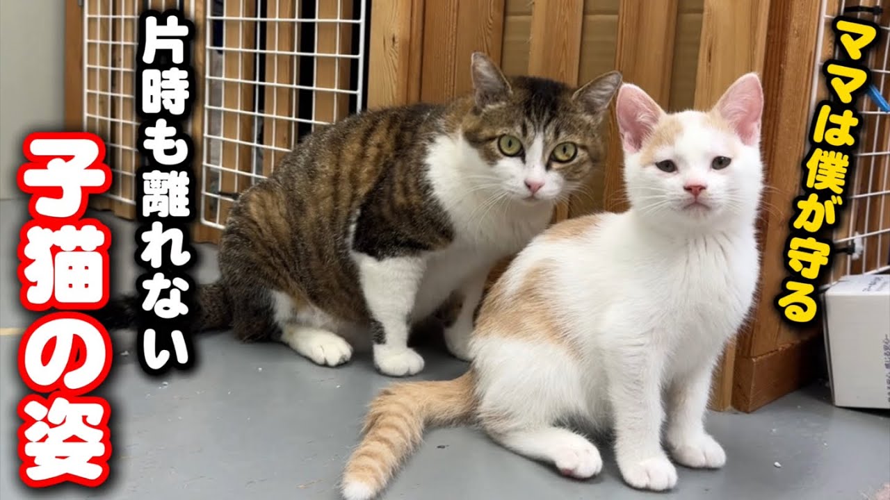 ママが好き過ぎて片時も離れない子猫