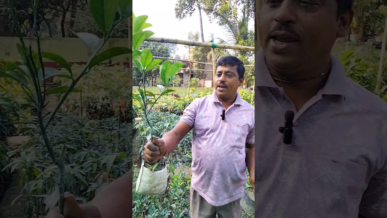 লেবুর জনপ্রিয় প্রজাতি দুটি ইন্ডিয়ান সিকি ও পাঞ্জাব মালটা || 