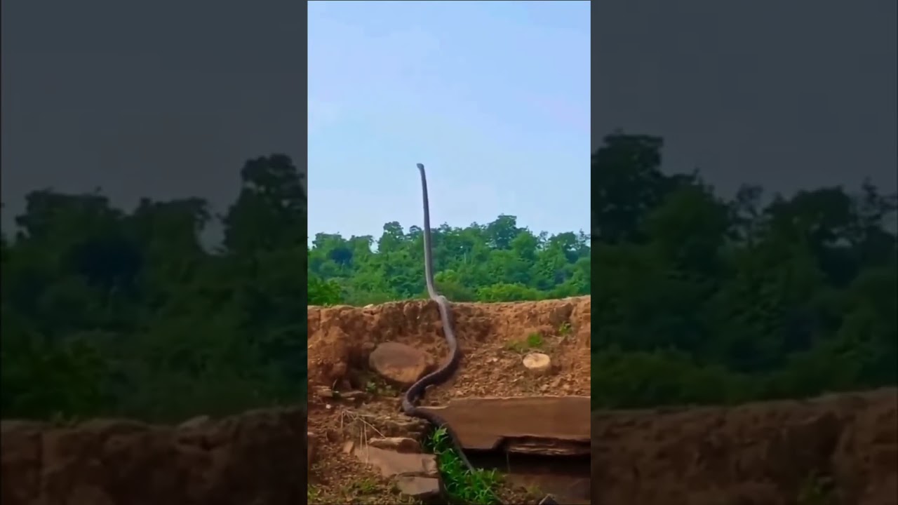 World’s biggest king cobra 