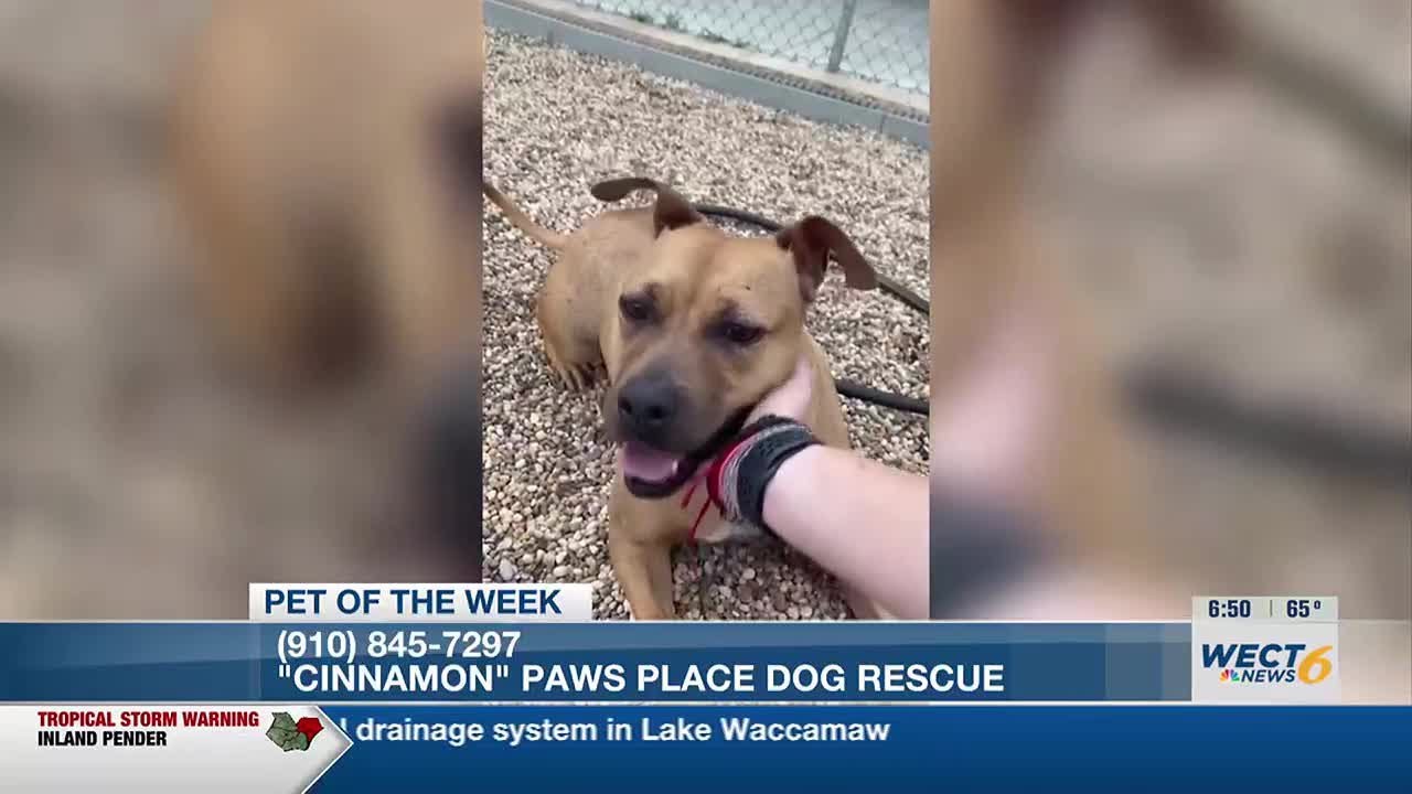 Pet of the Week Cinnamon from Paws Place Dog Rescue YouTube