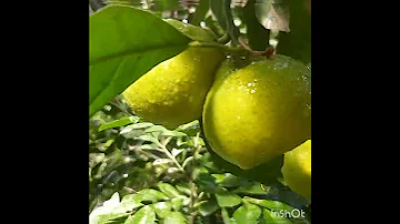 Откуда пришли к нам цитрусы?🤔Where did citruses come from?🤔