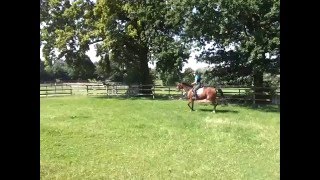 Cian anreiten 2 20140801 105401