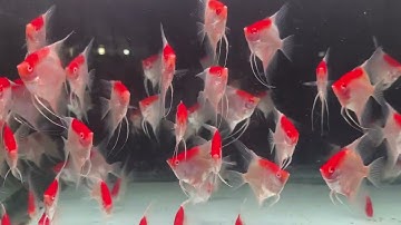 Koi Albino Angelfish