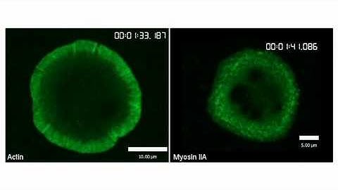 biosights: June 11, 2012 - T cell signaling goes with the flow