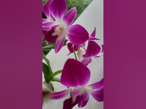 Cooktown Orchid Flower 
