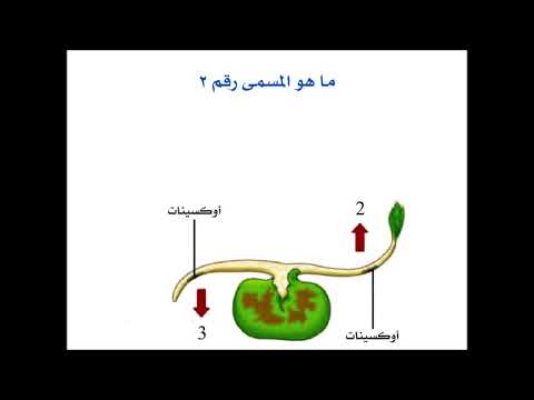 التنسيق الكيميائي لدى النبات 3 