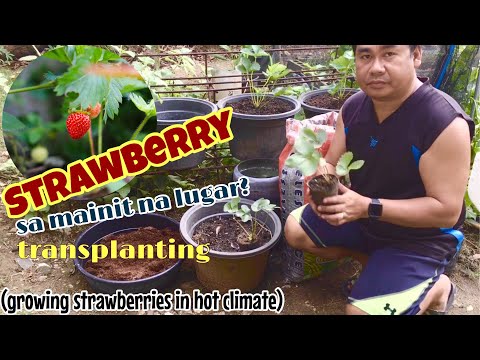 Pwede ba ang strawberry sa mainit na lugar? (Growing strawberry in hot and humid place)