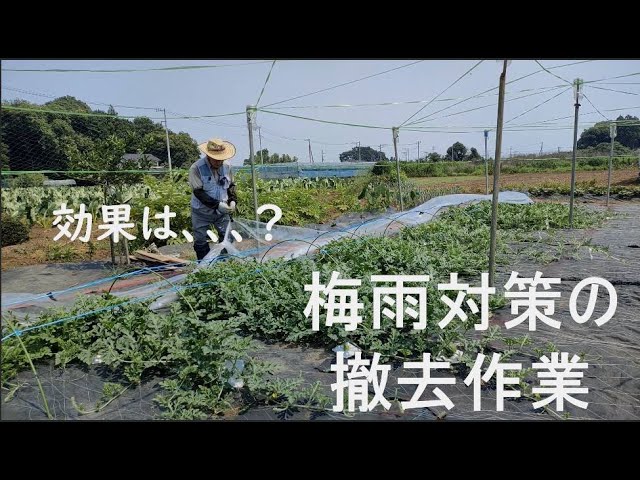 スイカ 7梅雨対策の撤去作業とカラス対策の紹介 雨除け フィルムトンネル 22年7月2日 Youtube