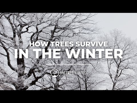 How Do Trees Survive Winter? | Branching Out | One Tree Planted