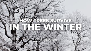 How Do Trees Survive Winter? | Branching Out | One Tree Planted