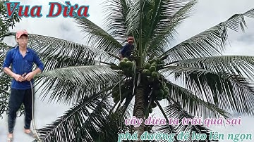 Vua Dừa Miền Tây//leo cây xưa trong rào trái quá sai và khó leo lên ngọn và treo leo trên tàu dừa