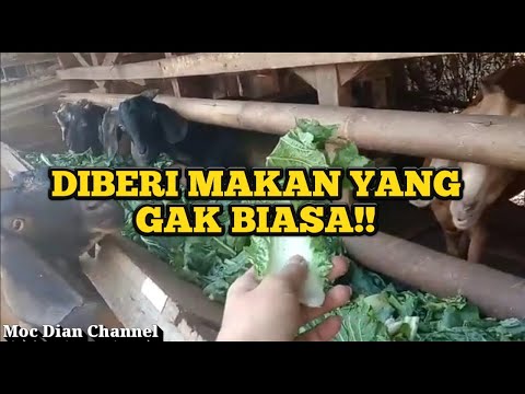 Video: Cara Membuat Kambing Periuk Dengan Prun Dan Anggur