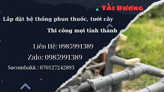 Bàn giao 65 gốc, cây đi 3 bét tại Hoà Khánh, Cái Bè SDT:0985991389