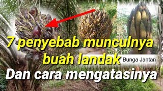Cara Mengatasi Buah Landak Atau Cengkeh | Penyebab Sawit Berbuah Landak Cara Mengatasi Buah Landak Atau Cengkeh | Penyebab Sawit Berbuah Landak
