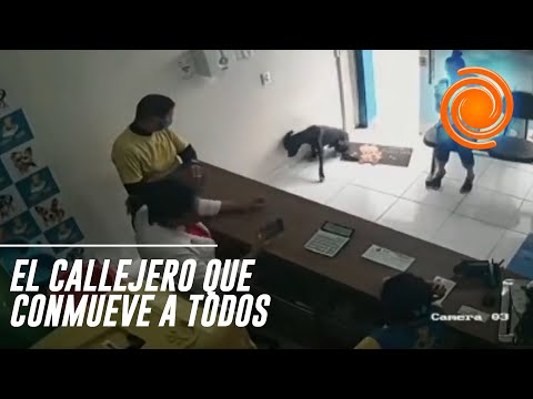 Video: El Desafío Evolutivo De La Propiedad De Un Perro - Veterinario Diario