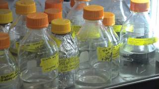 Cancer Research Breakthrough