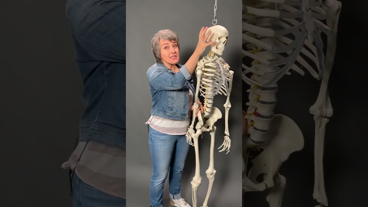 Тазобедренные суставы. Анатомия человеческим языком