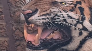 Tiger showing his teeth!