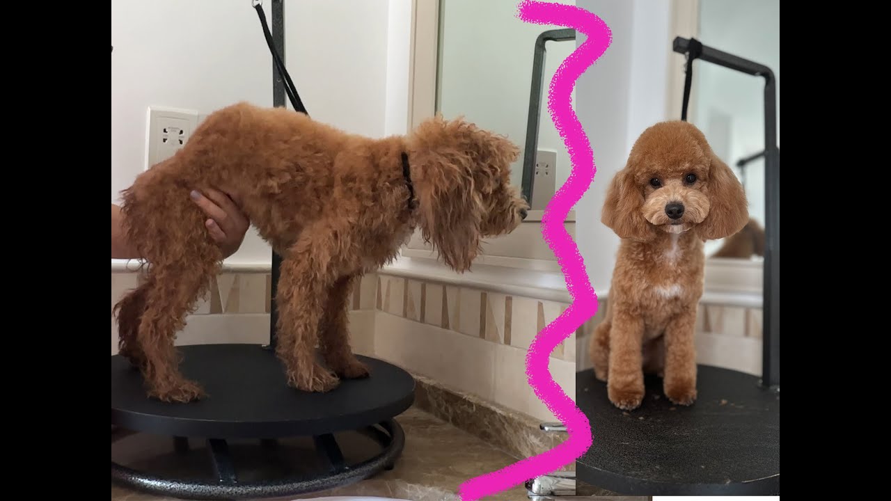 Poodle. Grooming YouTube