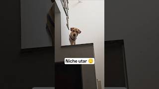 Niche utar ✊😅 #labrador #dog #youtubeshorts #fyp #viral #dogbreed #pets #funny #dog #foryou #reels