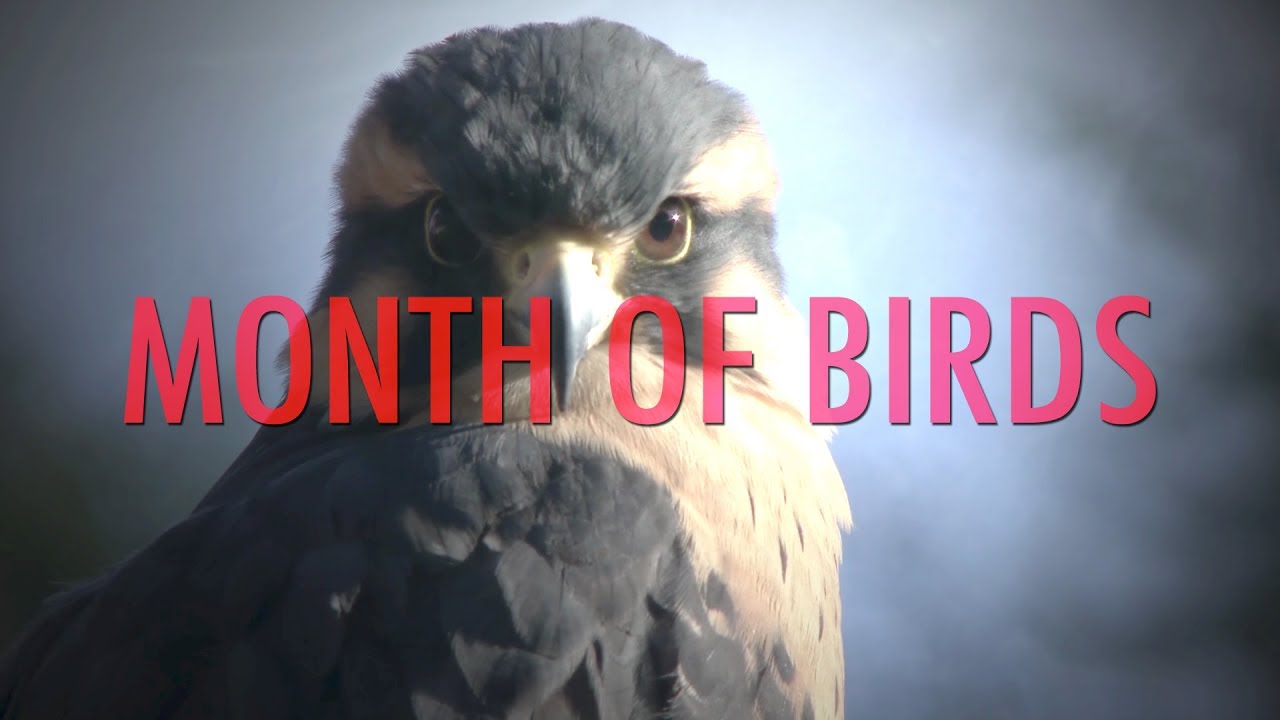 Month of Birds - It’s Month of Birds! Enjoy birds.