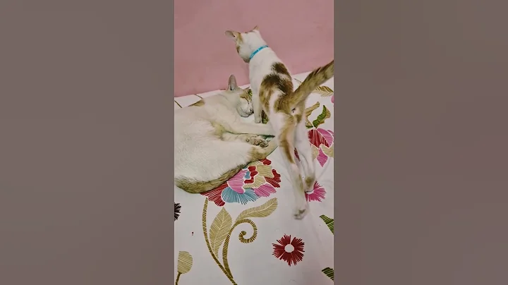 Watch the video about Tiny with big 1 #cat #cuteanimal #cutecat #cute #cutepet #kitten #music #funny