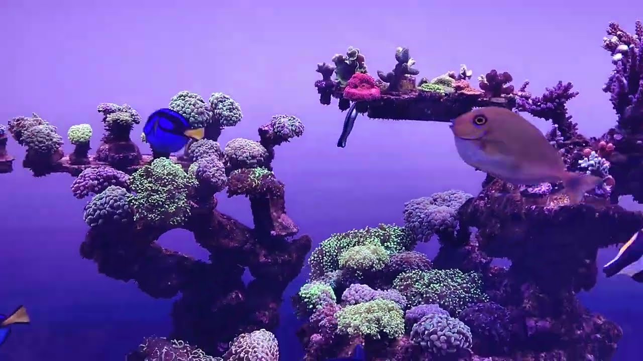 3 meses con lámparas A8 (clon de Radion)