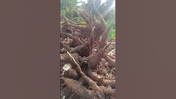 umbi singkong krengkang#shorts #bertani #singkong