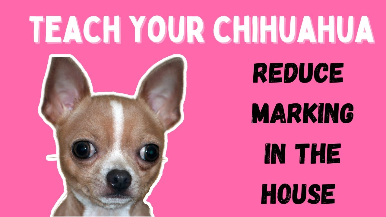 How to stop chihuahua marking in the house