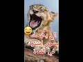 ليس استهتار بدين بل الجهل في عصرنا الحاضر والعلماء نائمون ليس استهتار بدين بل الجهل في عصرنا الحاضر والعلماء نائمون