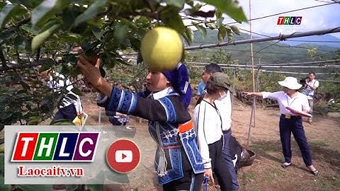 Lê Tai Nung Nậm Pung được mùa, được giá | THLC