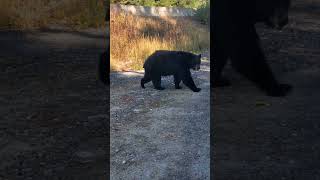 Biker's Close Encounter With a Bear on a Trail