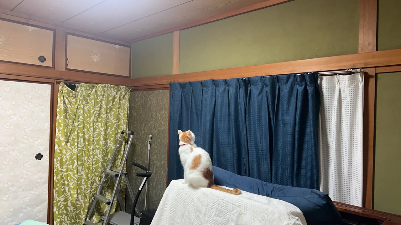 うちの猫が目に見えない何かを仕切りに気にしている こんなの初めて Youtube