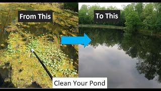 How to clean up your pond from algae and unwanted vegetation.