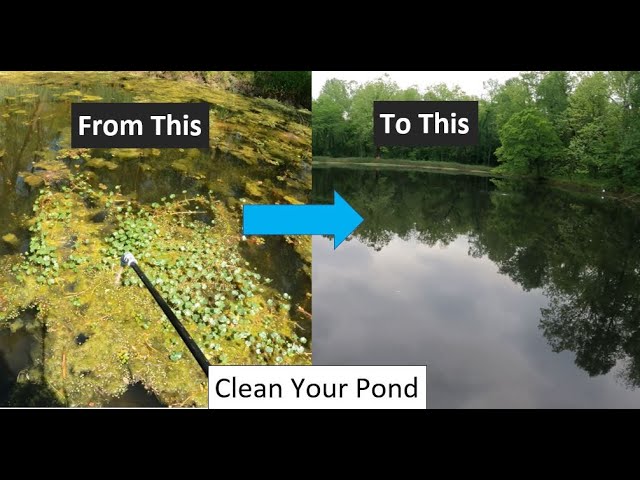 How to Remove Leeches From Your Backyard Pond – Living Water Aeration