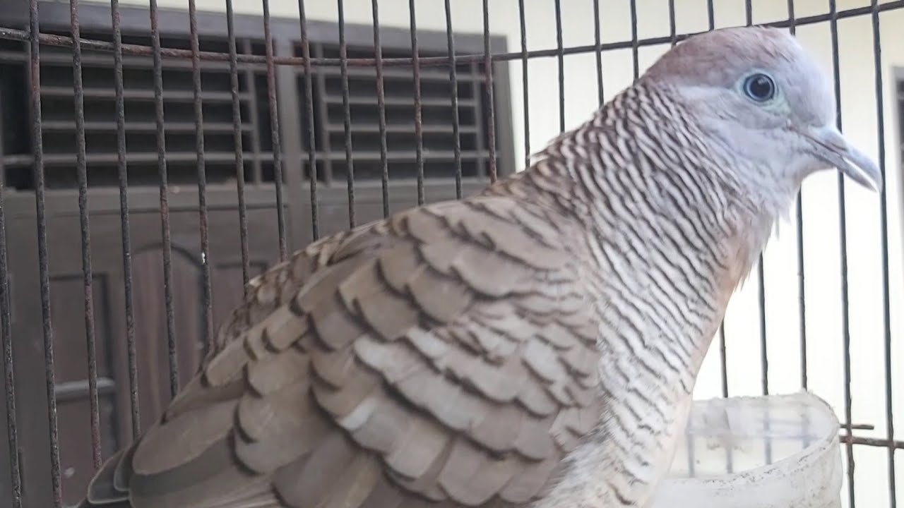 SUARA PANGGILAN PERKUTUT LOKAL AMPUH BUAT PANCINGAN BUNYI