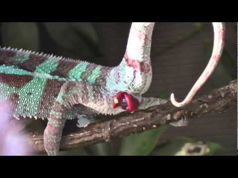 Video: Kaip Išjungti „chameleoną“Beeline