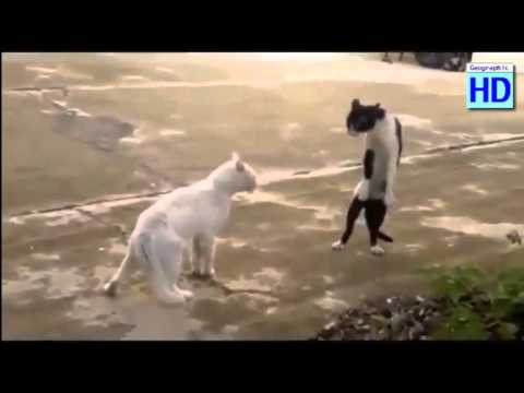cat fight samoray pllllllz