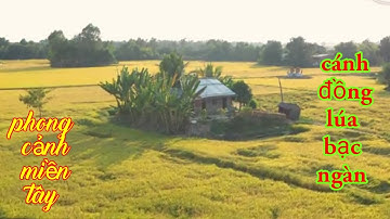 Phong cảnh miệt vườn miền tây, ruộng lúa  đại ngàn và bát ngát