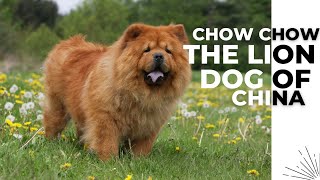 Chow Chow: The Lion Dog of China